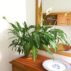 Casa De Amig@s En Santa Cruz De La Palma Apartamento
